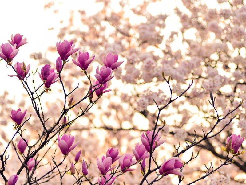 Offerta ponti di primavera
